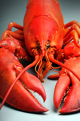 Image showing 	Red Lobster 	