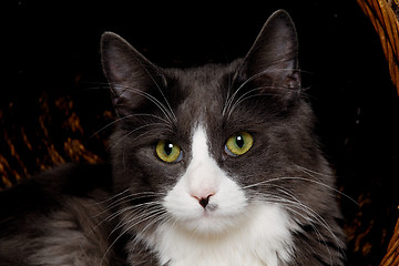 Image showing Face of a gray and white cat