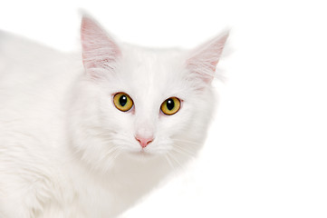 Image showing Face of a white cat on white background