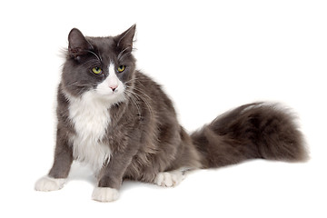 Image showing Gray cat sitting on a clean white background