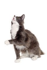 Image showing Gray cat sitting on a clean white background