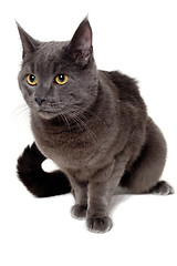 Image showing Gray cat sitting on a clean white background