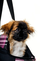 Image showing Face of puppy dog in bag