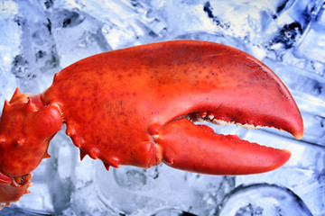 Image showing Lobster claw