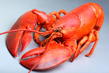 Image showing Red Lobster 