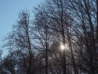 Image showing Sun behind the trees