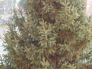 Image showing Pine tree