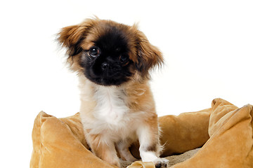 Image showing Puppy in dog bed