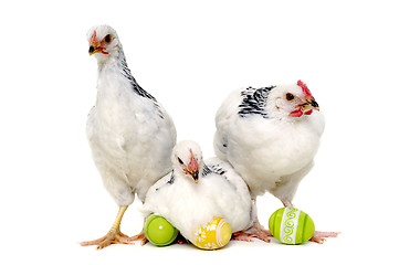 Image showing Chickens and easter eggs