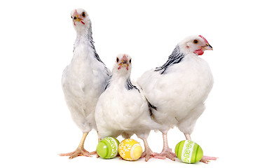 Image showing Chickens and easter eggs