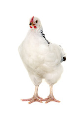 Image showing chicken isolated