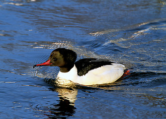 Image showing Common Merganser