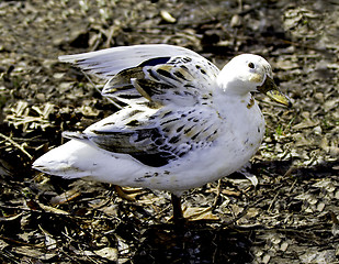 Image showing White Mallard