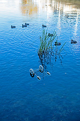 Image showing Mallards and junk