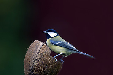 Image showing Great Tit