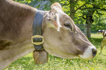 Image showing Profile of cow