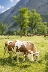 Image showing Couple of cows