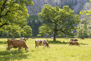 Image showing Flock of cows in alps