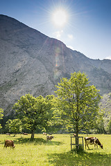 Image showing Flock of cows in alps