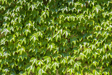 Image showing wall with vine