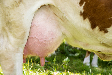 Image showing A cow udder