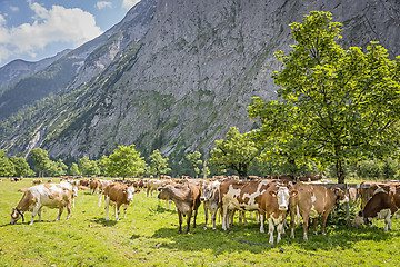 Image showing Flock of cows in alps