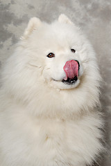 Image showing Face of samoyed dog