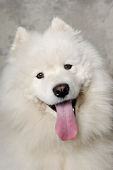 Image showing Face of happy samoyed dog