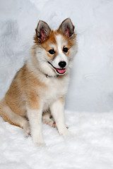 Image showing Happy Norwegian lundhund dog