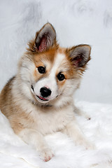 Image showing Norwegian lundhund dog