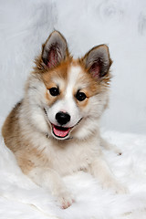 Image showing Happy Norwegian lundhund dog