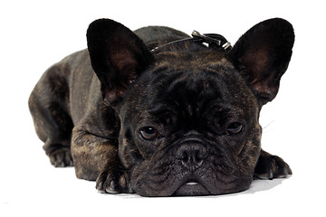 Image showing French Bulldog dog on white background