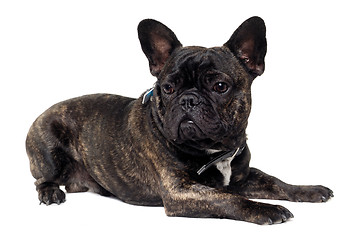 Image showing French Bulldog dog on white background