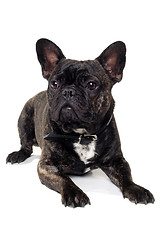 Image showing French Bulldog dog on white background