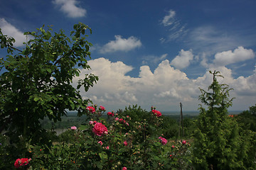 Image showing Red roses 