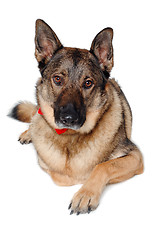 Image showing German shepherd dog on white background