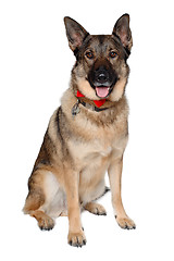 Image showing German shepherd dog on white background