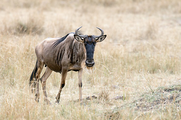 Image showing Wildebeest 
