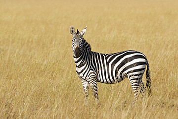 Image showing Grant's zebra