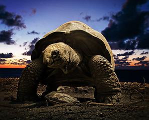 Image showing Giant tortoise