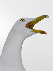 Image showing seagull