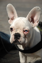 Image showing French bulldog