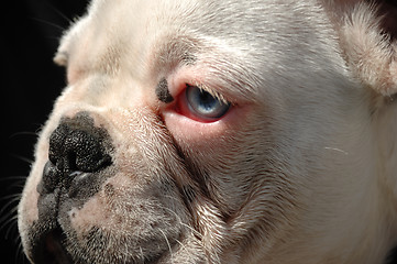 Image showing French bulldog face