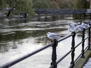 Image showing Gulls in a row