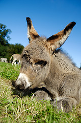 Image showing Donkey foal