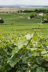 Image showing Vineyard landscape, Montagne de Reims, France