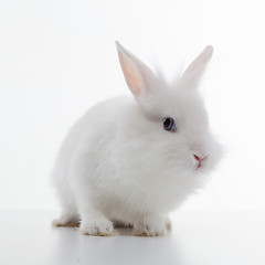 Image showing White rabbit isolated on white background