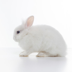 Image showing White rabbit isolated on white background