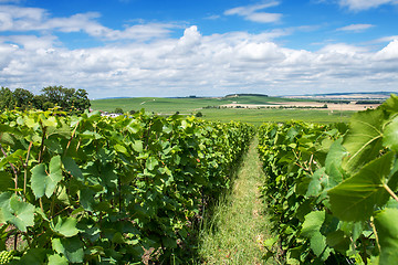 Image showing Vineyard landscape, Montagne de Reims, France