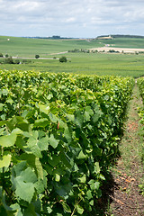 Image showing Vineyard landscape, Montagne de Reims, France